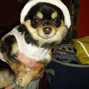 Meet your Posher, Cara